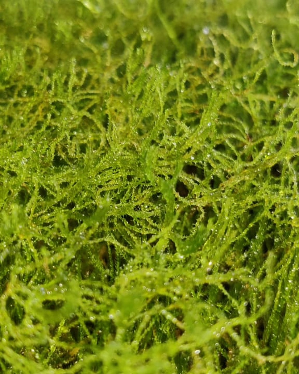 Christmas Moss