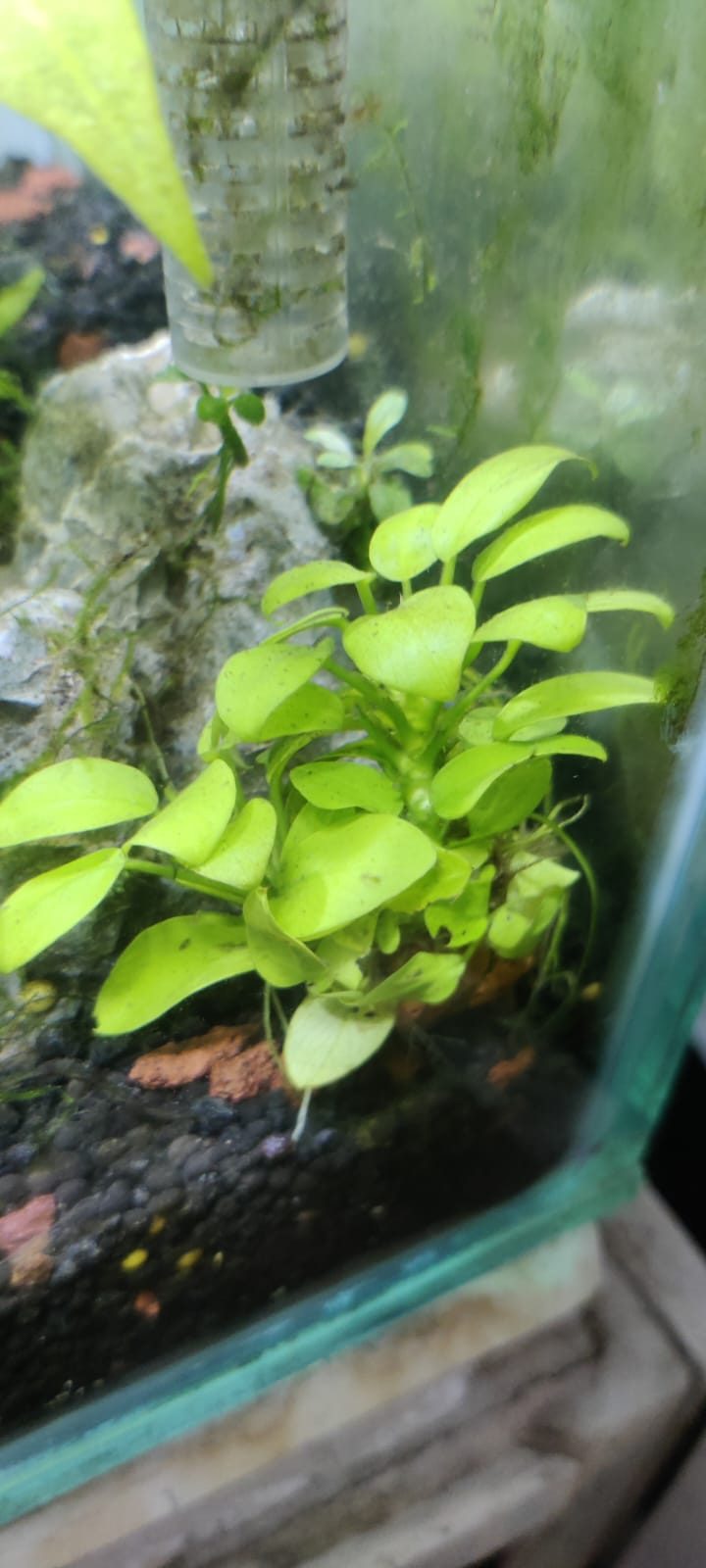 Anubias Gold
