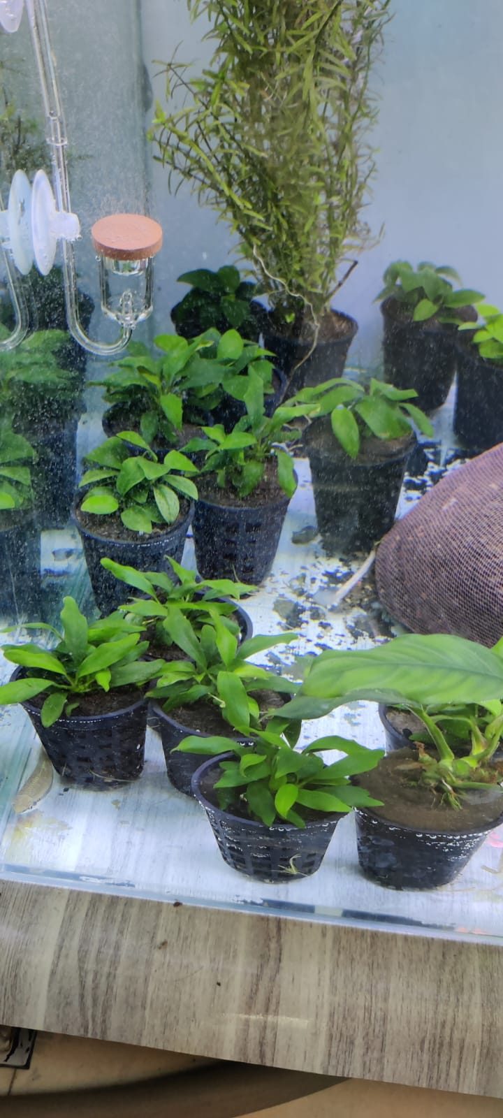 Anubias Nana