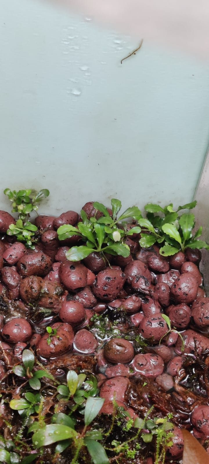 Green Buce