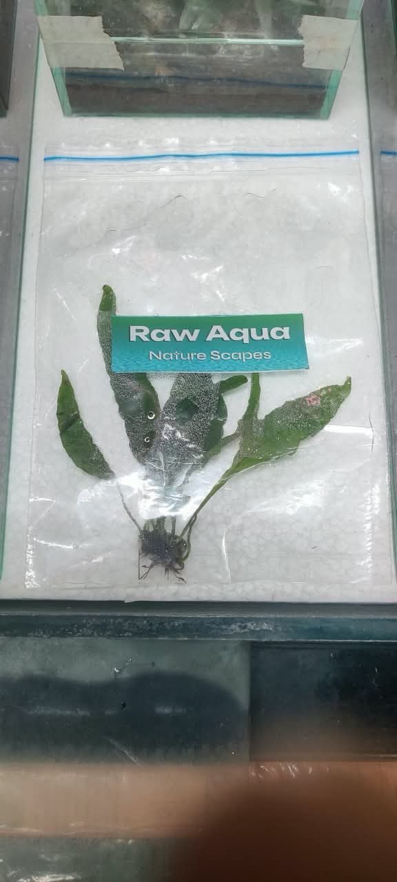 Java Fern