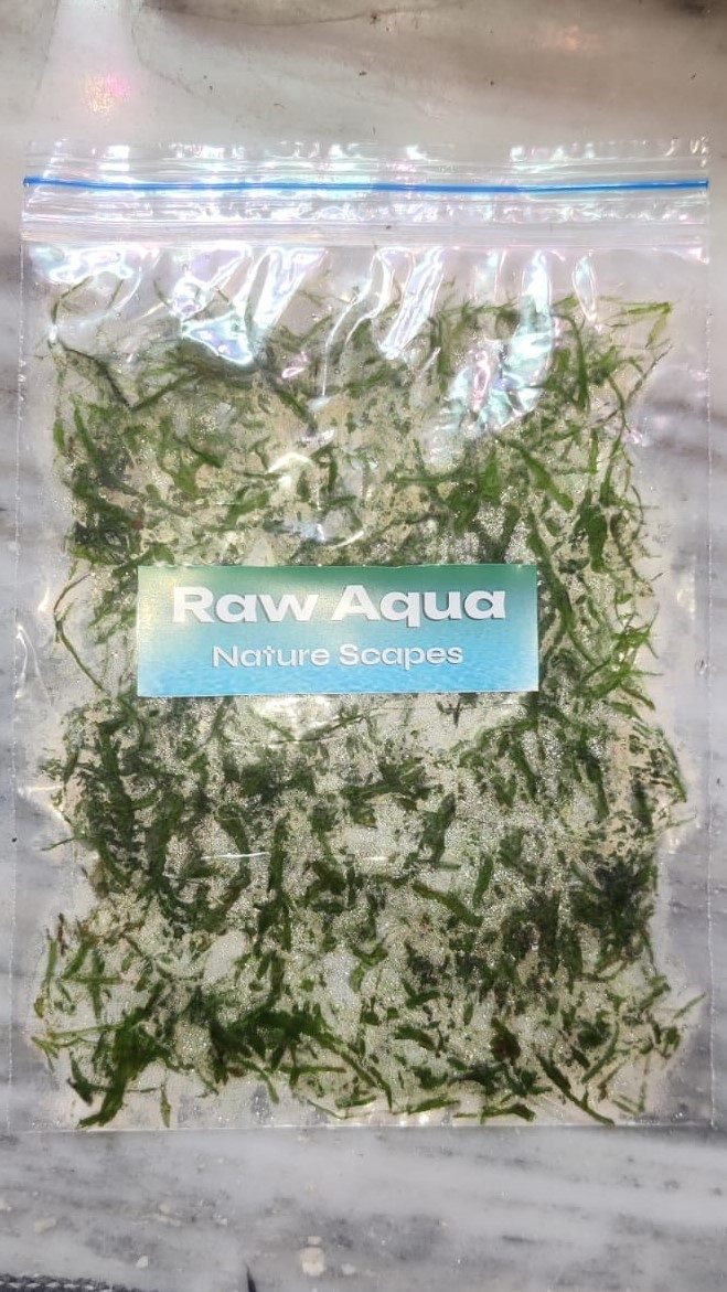 Java Moss