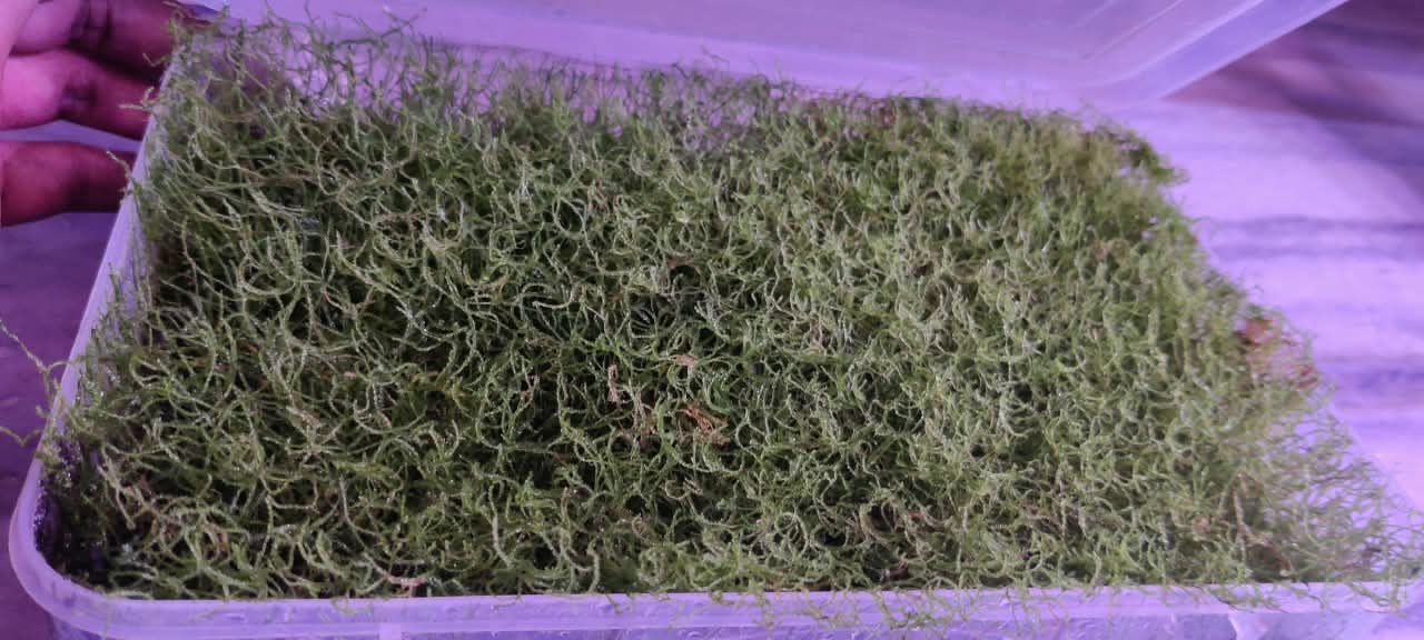 Mini Christmas Moss
