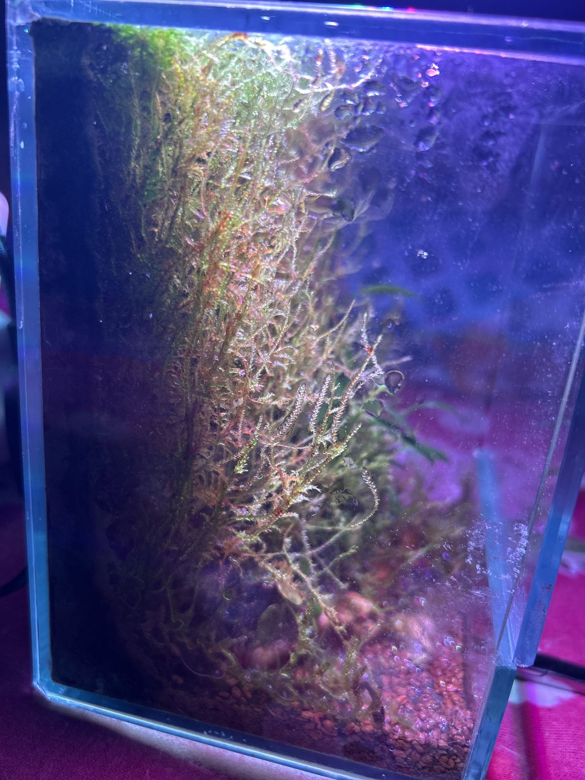 Full Scape Cuboid