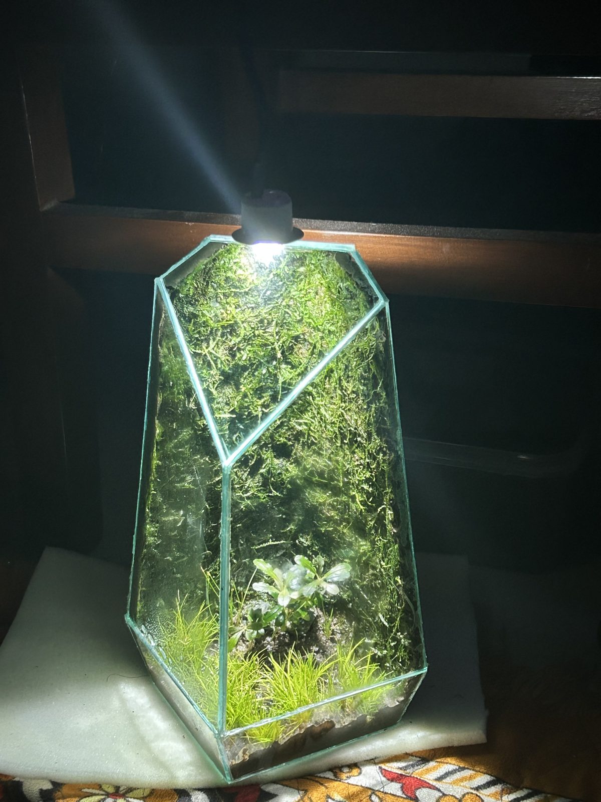 Paludarium with a waterfall installed in an office lobby