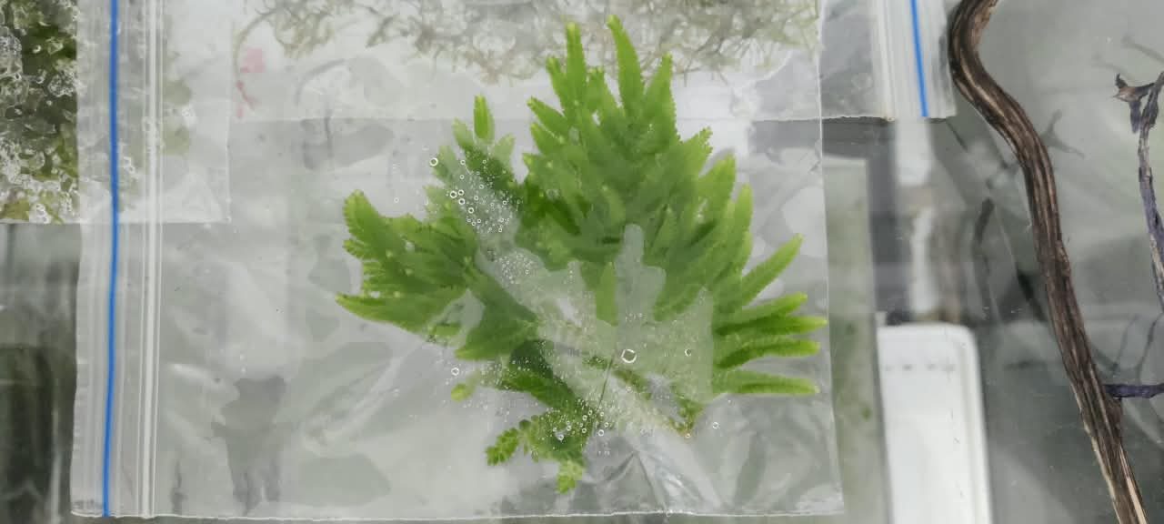 Sellaginella