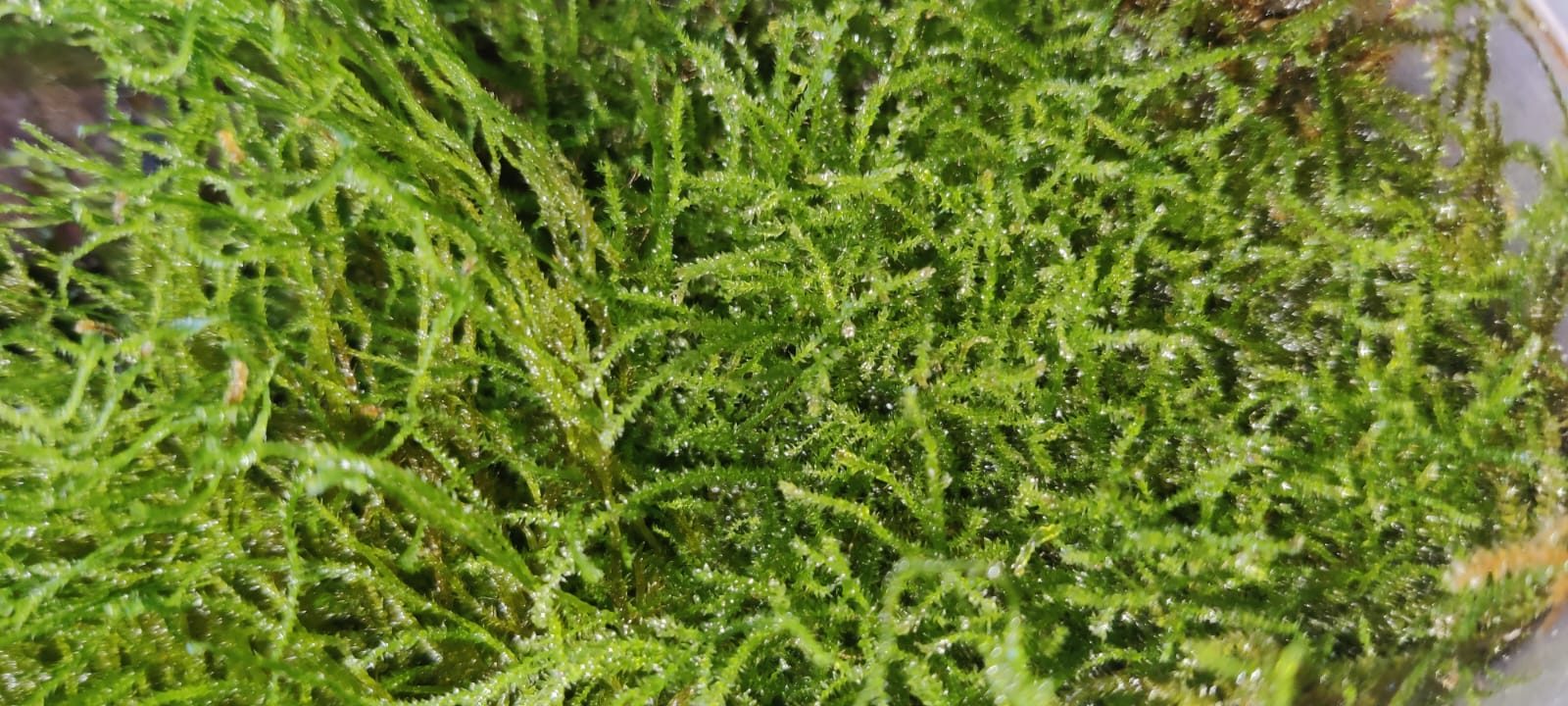 Spikey Moss