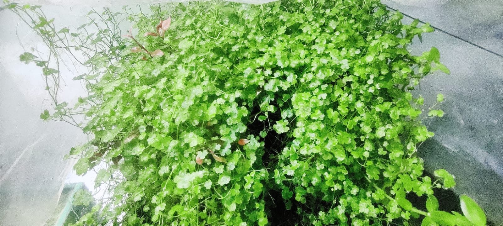 Hydrocotyle Tripartita